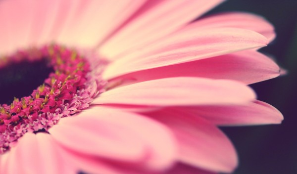 Flower-flowers-32348112-1680-1050
