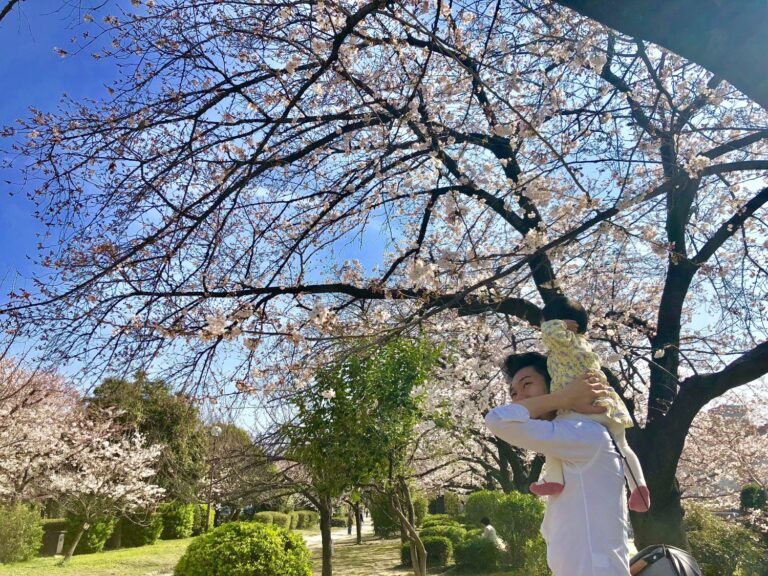 家族でお花見に行ってきました！＋お知らせ２点